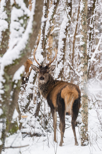 Obraz na płótnie Single Young Noble Red Deer (Cervus Elaphus) With Beautiful Horns Among Snow-Covered Birch Forest. European Wildlife Landscape With Snow And Deer Stag With Antlers.Portrait Of Deer. Deer In Winter w salonie