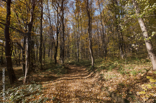 Picture of forest path covered with leaves