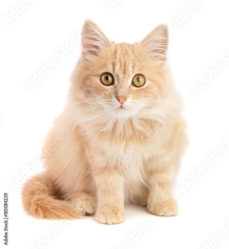 Cute little red kitten isolated on white background © kolesnikovserg