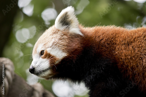 Fototapeta Naklejka Na Ścianę i Meble -  red pandas