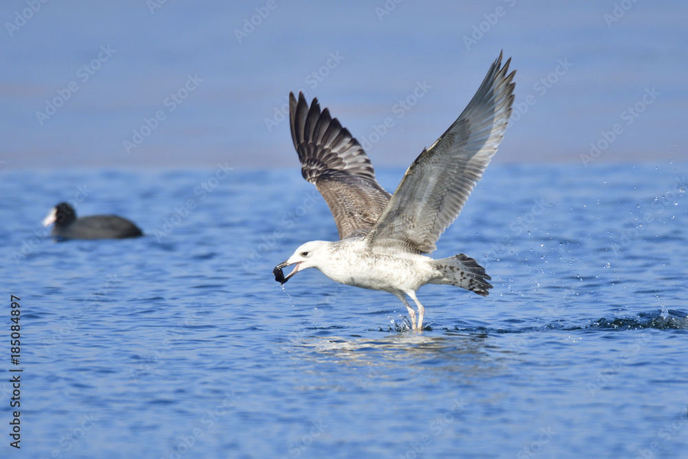 Junge Silbermöwe im 2. Winter