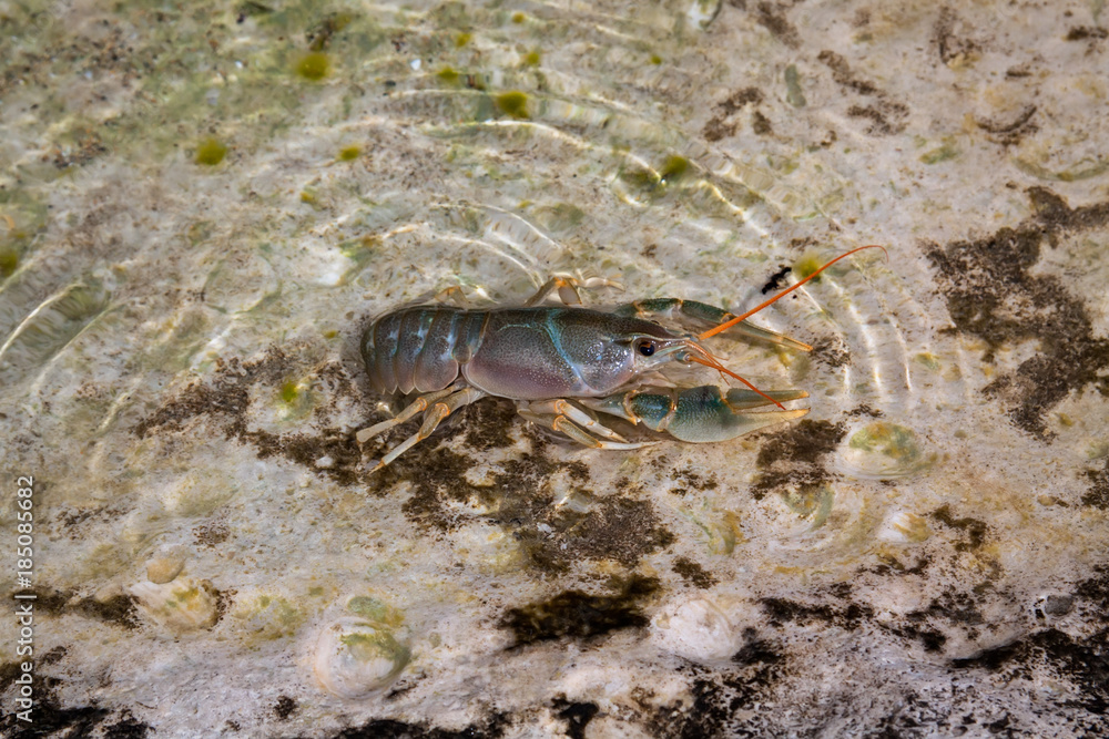 Caspian crayfish, Astacus pachypus, Caspian Sea