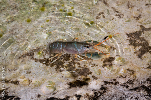 Caspian crayfish  Astacus pachypus  Caspian Sea