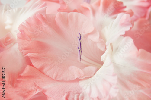 Photo gladiolus closeup background