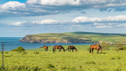 Horses at the cloudy Pembrokeshire coast, seen near Parrog, Dyfed, Wales, UK