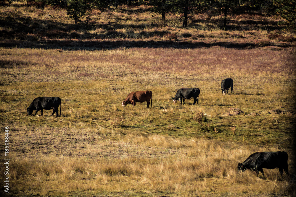 Cows Roaming Cows Roaming