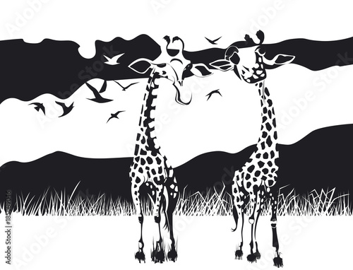 deux girafes au long coup dans la savane en noir et blanc