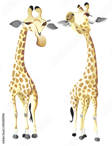 deux giraffes se regardant