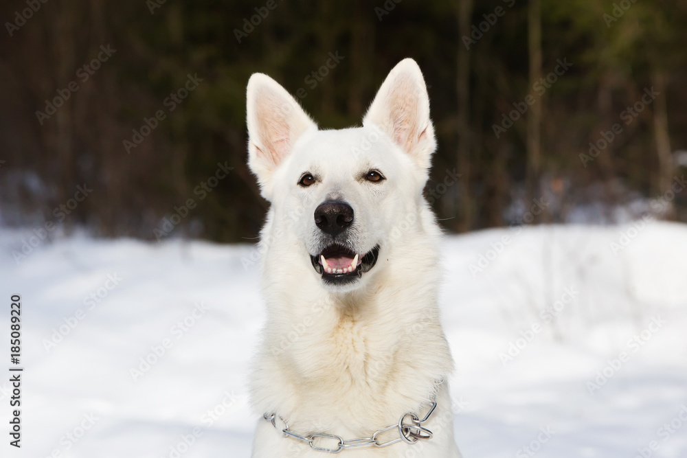 White Swiss shepherd dog in the forest