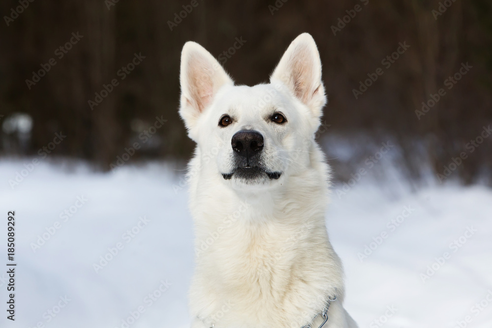White Swiss shepherd dog in the forest White Swiss shepherd dog in the forest