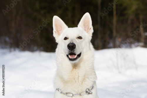 White Swiss shepherd dog in the forest © protivnica