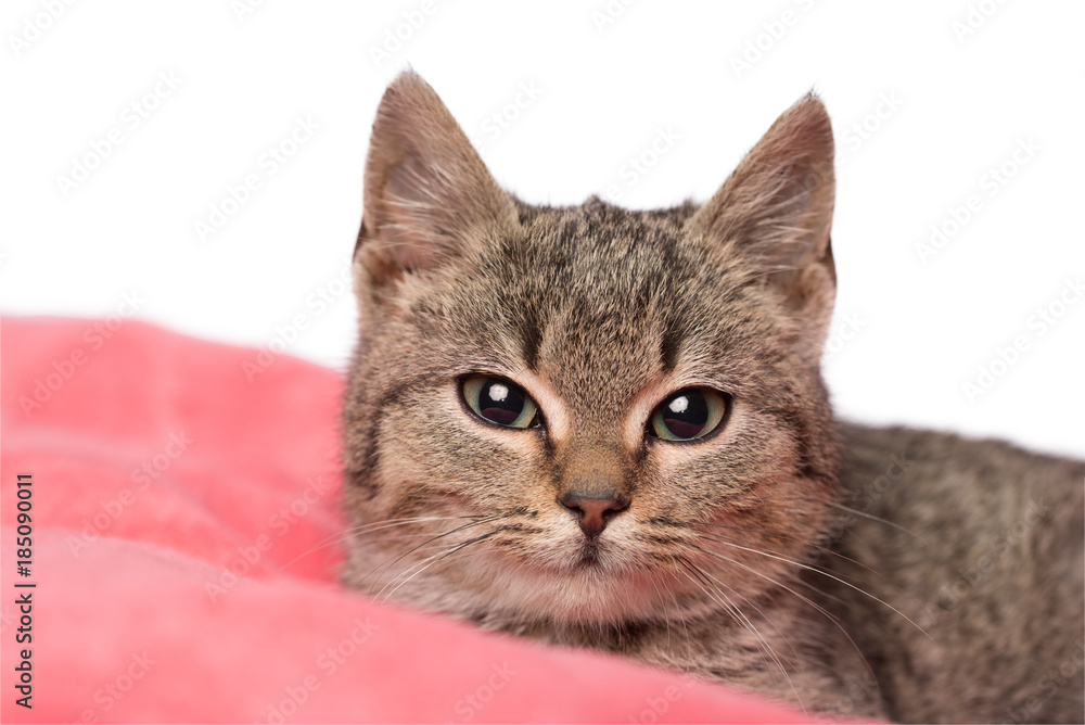 Cat resting on a pink pillow