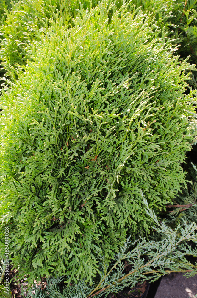 Coniferous trees for landscape design. Coniferous trees for landscape design.