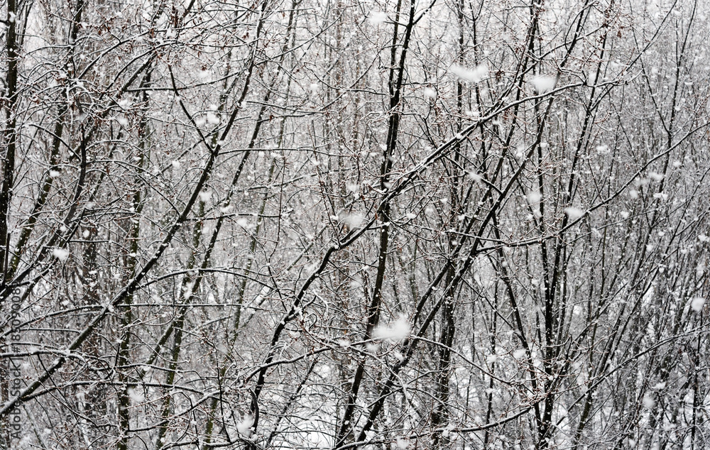 snow falling against trees background snow falling against trees background