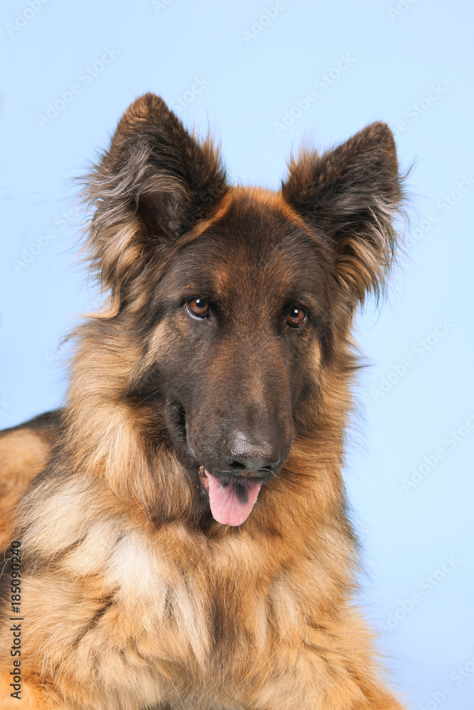 German shepherd dog German shepherd dog