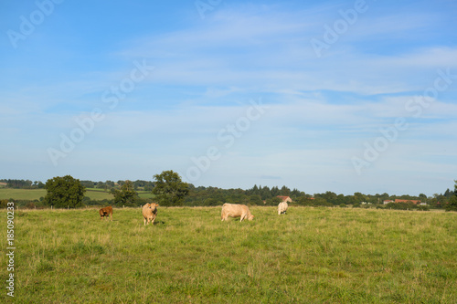 Brown French cows in landscape