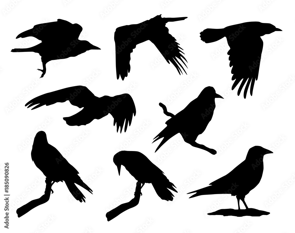 fly vector clipart collections