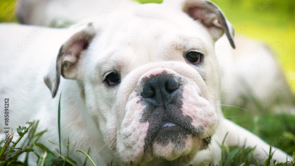 Beautiful white brown english bulldog, beautiful face sitting on grass, nature background. Concept: a parodist dog, favorite animals, true friends, a dog's pedigree, a friend's dog, a small wool. Beautiful white brown english bulldog, beautiful face sitting on grass, nature background. Concept: a parodist dog, favorite animals, true friends, a dog's pedigree, a friend's dog, a small wool.