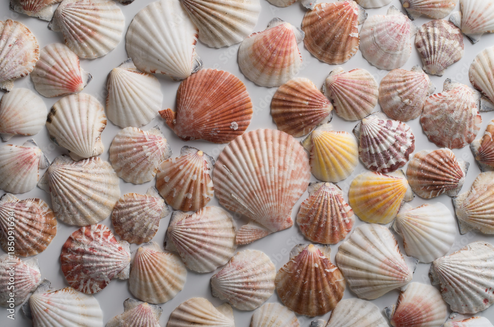 Seashell background Seashell background