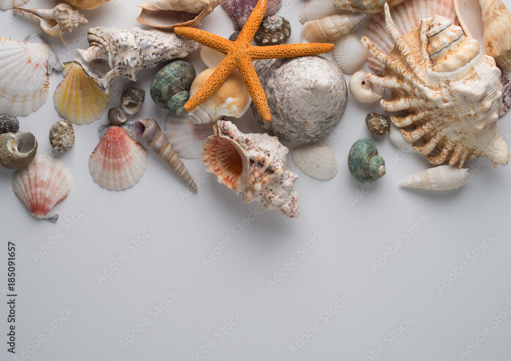 Obraz premium Collection of different seashells