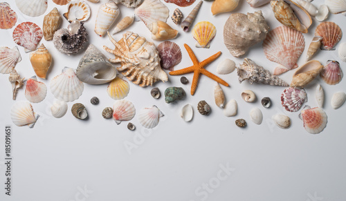 Collection of different seashells