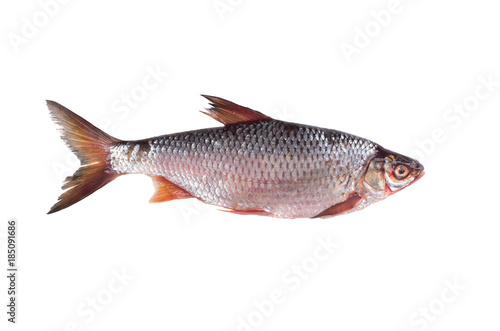 Roach fish isolated on white background