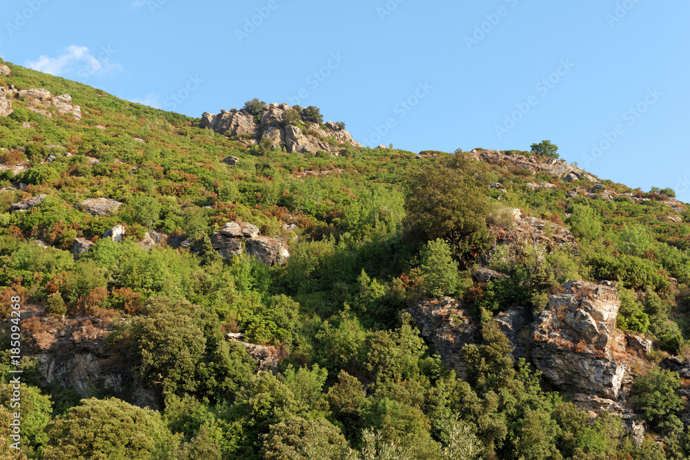 Obraz premium corsican scrub in upper corsica mountains