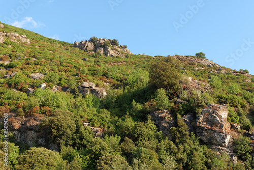 corsican scrub in upper corsica mountains