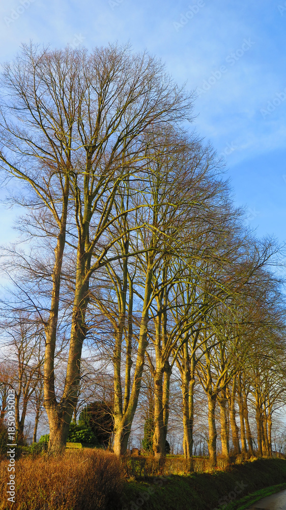Row of decideous trees in early winter sunshine Row of decideous trees in early winter sunshine