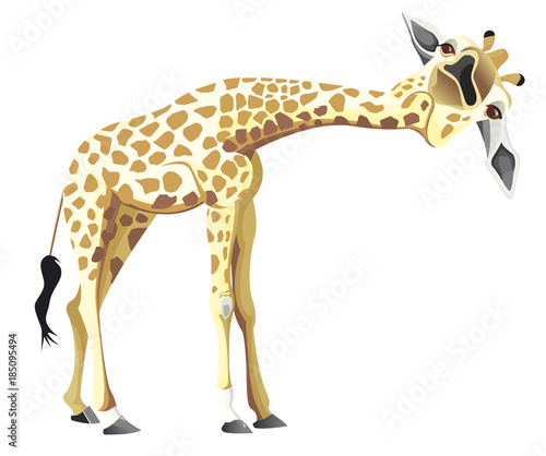 girafe penchée seule
