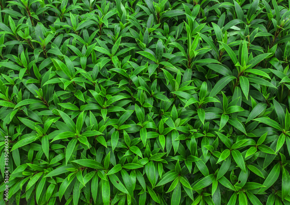green leaves green leaves