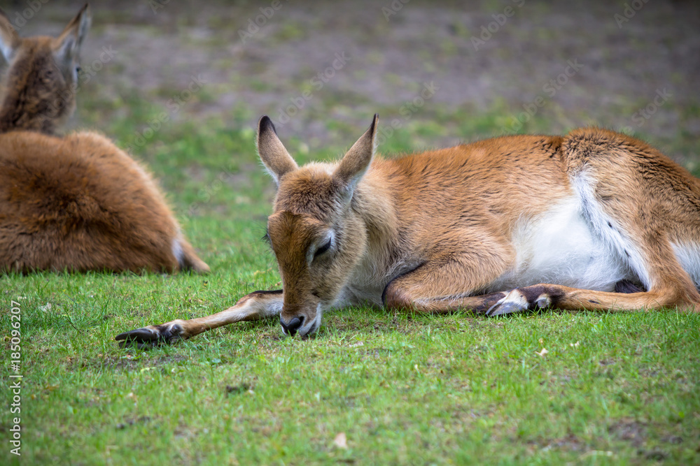 Roe deers in zoo, Berlin Roe deers in zoo, Berlin