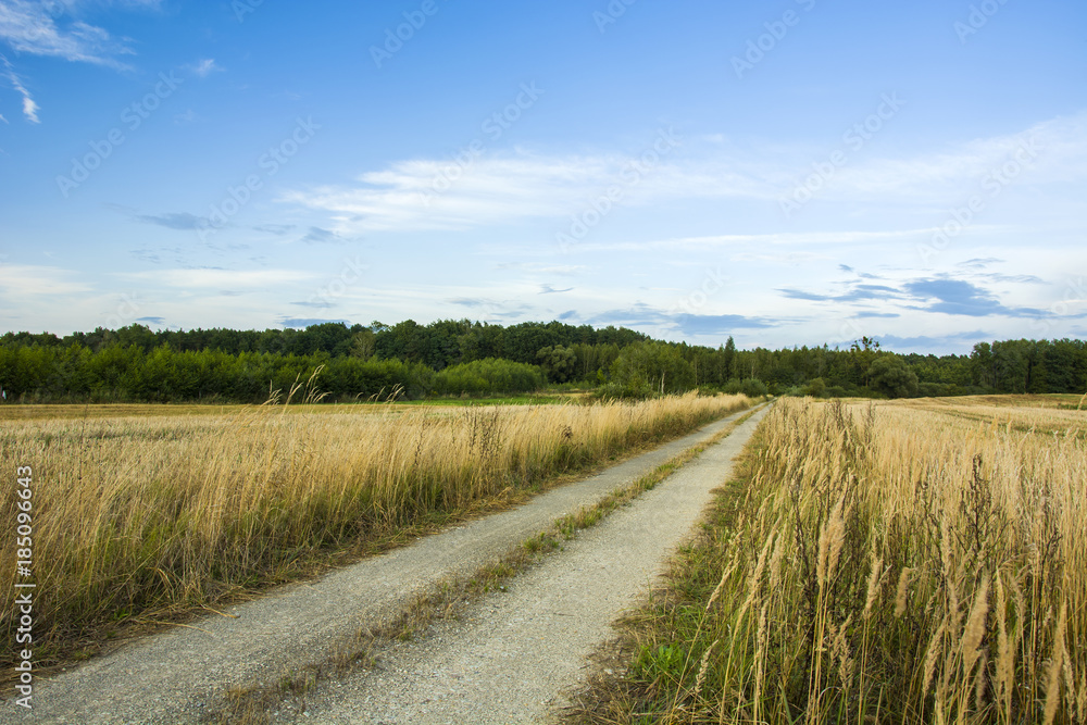 Simple and long way to the forest, wild grass and blue sky