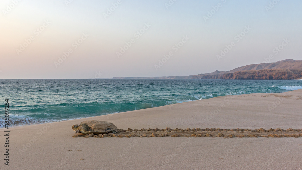 Fototapeta premium Schildkröte