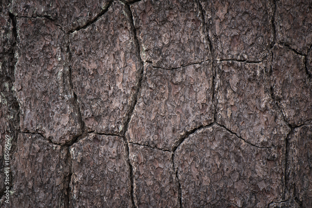 Fototapeta premium Closeup detail of Bark for background and texture