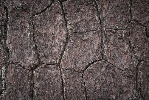 Closeup detail of Bark for background and texture