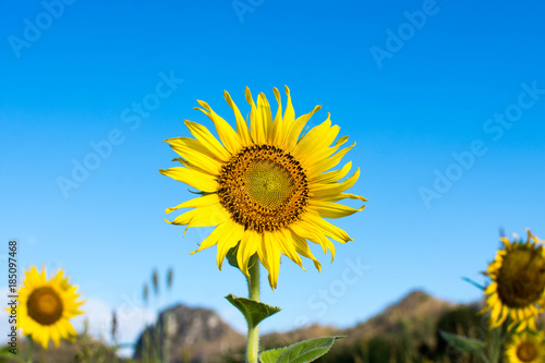 beautiful of sunflower and blue sky in the garden at sunny day. subject is blurred.