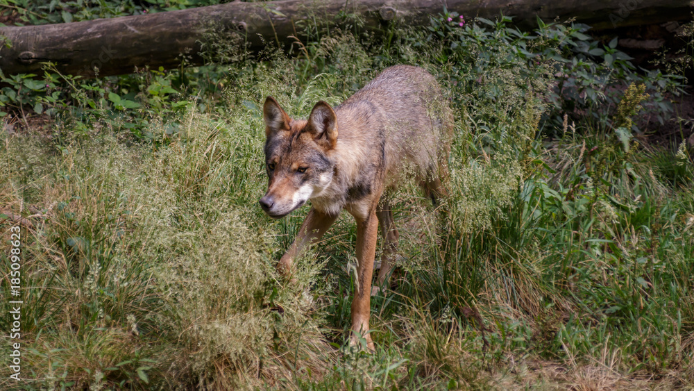 Fototapeta premium Wolf forrest Germany