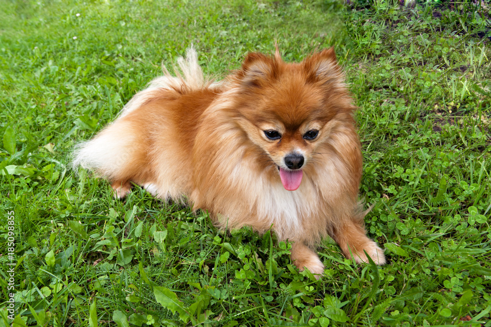 Dog breed pomeranian spitz lying on green grass Dog breed pomeranian spitz lying on green grass