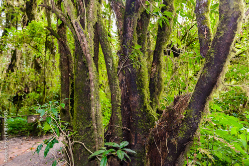 Moss on the tree in Ang Ka Luang Nature Trail © sirastock