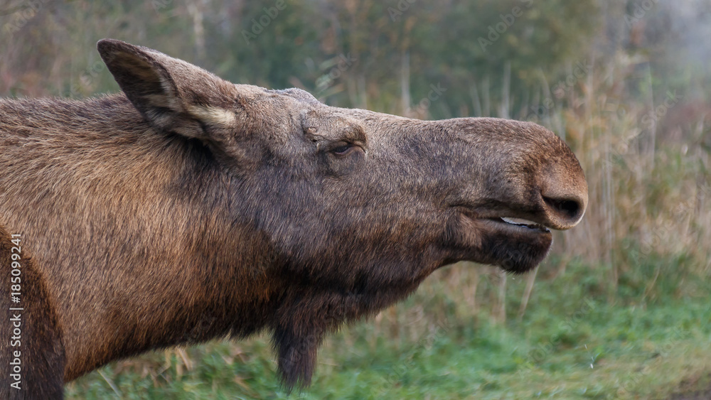 Fototapeta premium Moose Autumn Netherlands