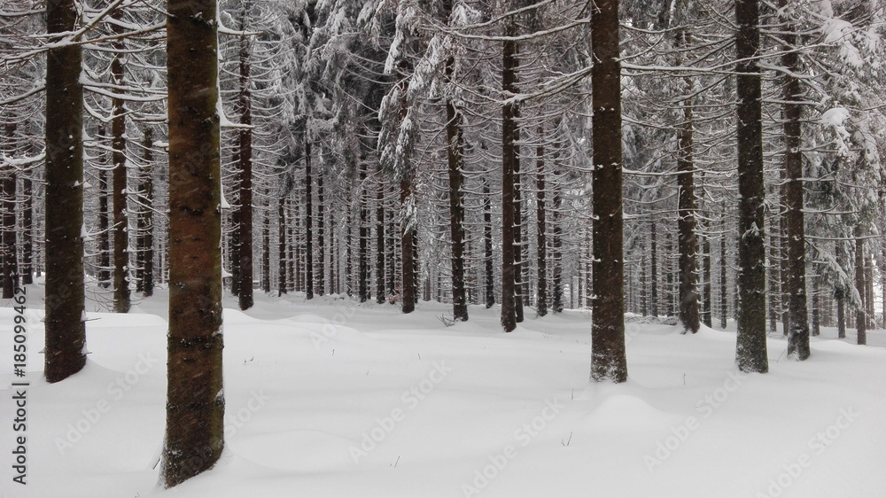 Wald im Schnee Wald im Schnee