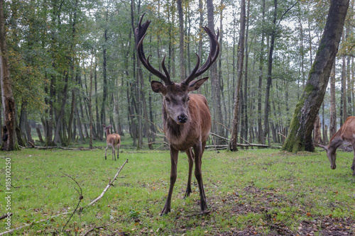 Red Deer © Randy van Domselaar