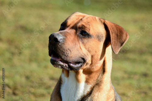 Cross breed dog portrait