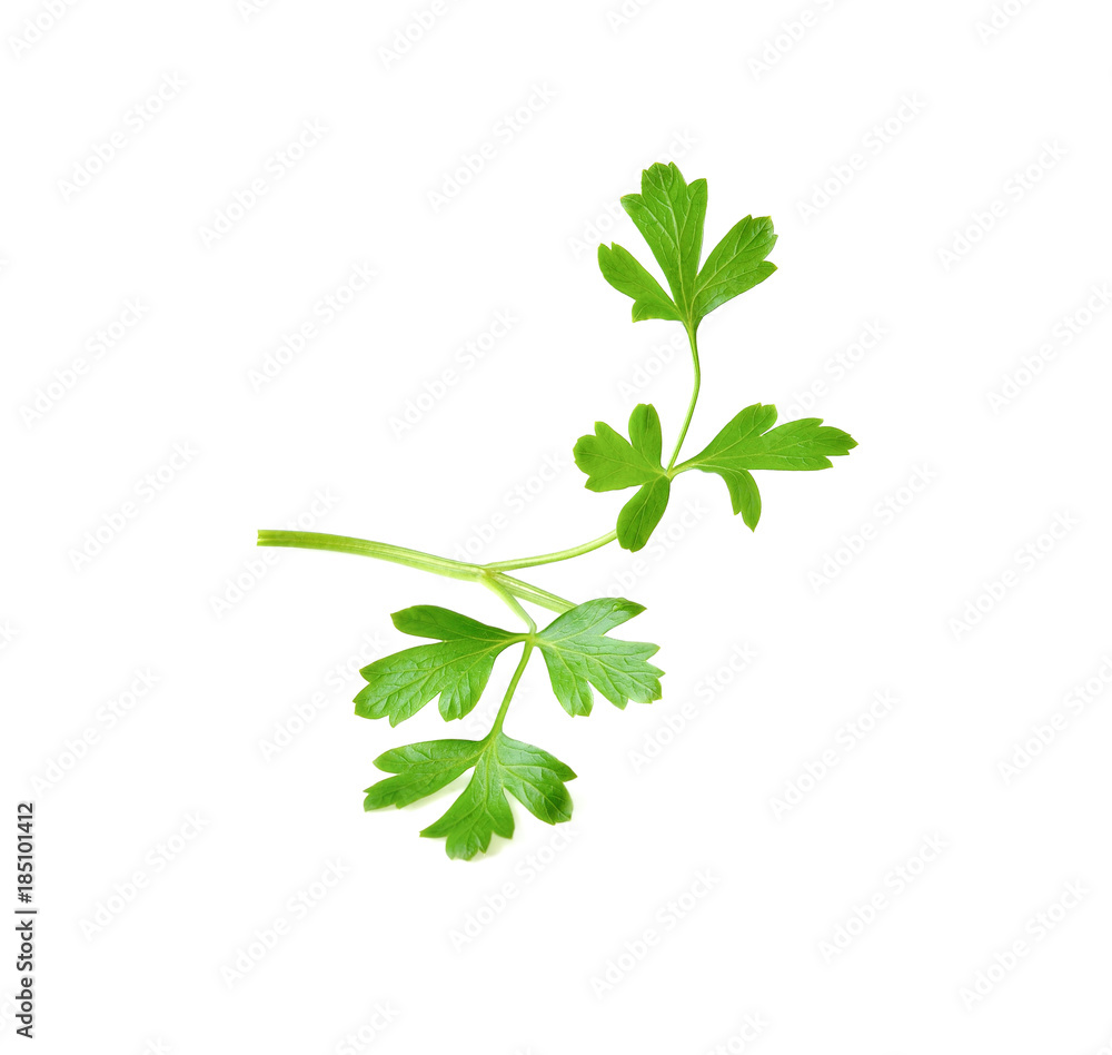 Italian Parsley on white background Italian Parsley on white background