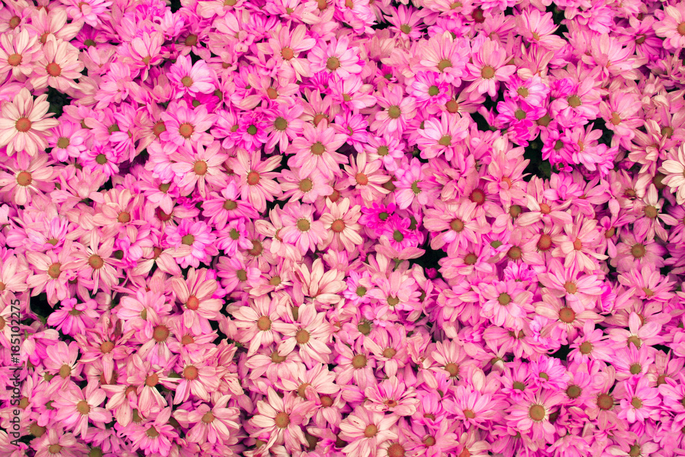 Fototapeta premium Flowers pink blooming ,background