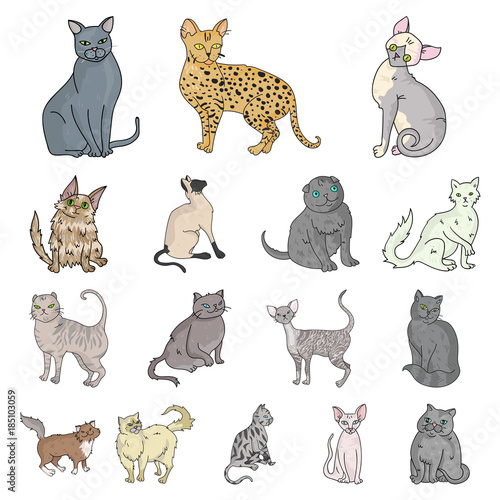 Breeds of cats cartoon icons in set collection for design. Pet cat vector symbol stock web illustration.