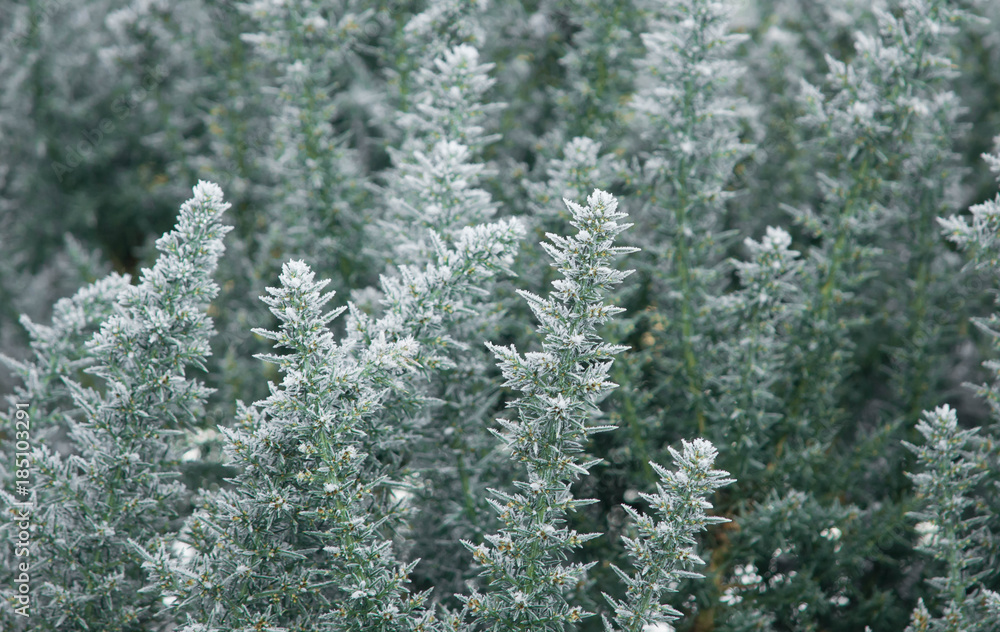 Snow covered close up of spiky plants