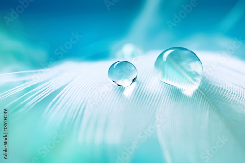 Stampa su tela White light airy soft bird feather with transparent fresh drops of water on  turquoise blue background close-up macro