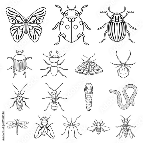 Different kinds of insects outline icons in set collection for design. Insect arthropod vector symbol stock web illustration.